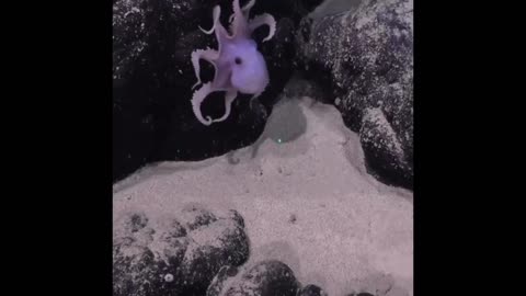 The Ghost Octopus "Casper" 👻🐙