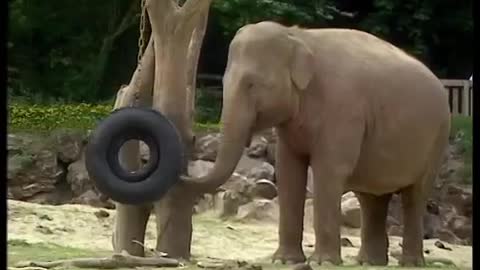 How Smart are Elephants? | The Zoo Keepers | BBC Earth