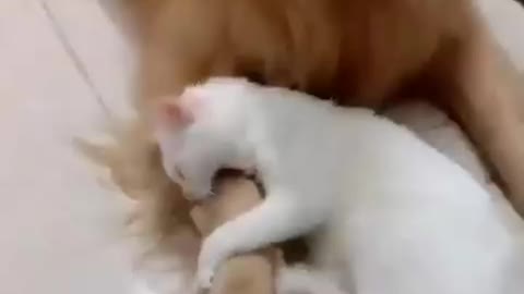 Cat and dog cute friendship