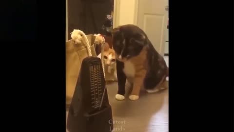 Funny animals try to don't laugh