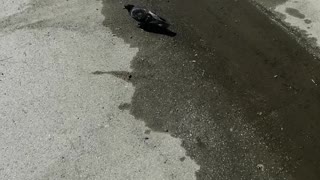 The dove loves this puddle.