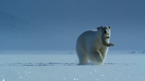 Polar Bears Try to Catch Fish