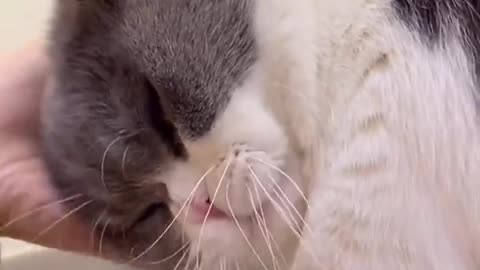 Funny cats meowing and talking | Cats meowing