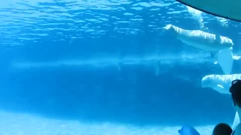 Baby Beluga Whale playing with Blowup Dolphin