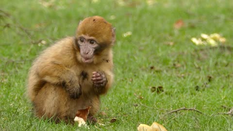 Wonderful Moment Cute Monkey Eating Bread