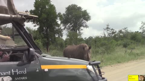 Angry Rhino Bull Charge Cars In Kruger National Park