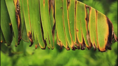 Nature Video Clips Palm Tree