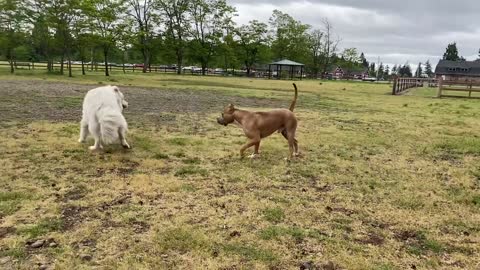 German Shepherd Dog Versus Pitbull Dog