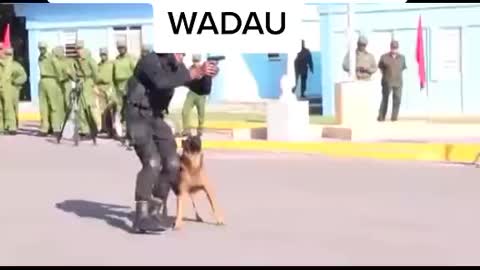 Best police dog trained in the world