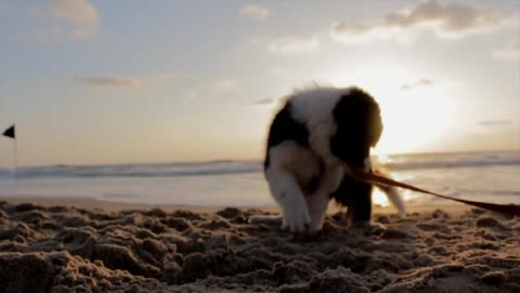 cute dog jumping on the beach