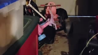 Boots loves playing in the garage