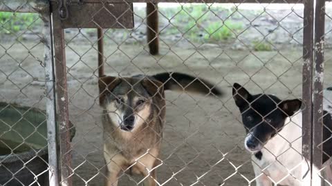 Poor abandon dogs in shelter, wagging tail and waiting for new owner to adopt