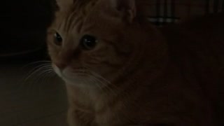 A cat in boots hiding under the bed