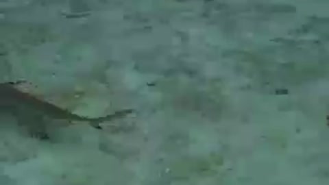 Pond of sting rays and shark