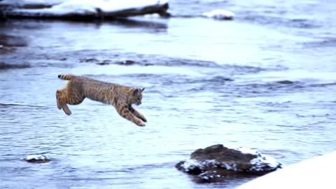 A bouncing lynx in slow motion.