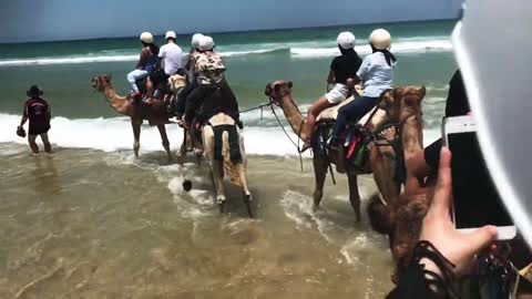 Riding on a Camel for the First Time | Short Videos