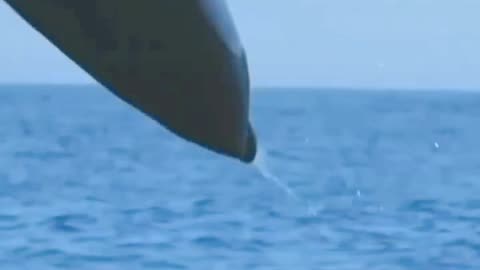 Majestic Dolphin Leaps into the Air