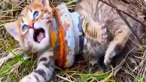 The baby kitten lost mom and got stuck in an iron pipe