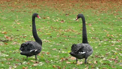 Black swans