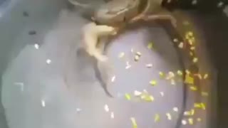 Crab Brings Knife To A Finger Fight 😂