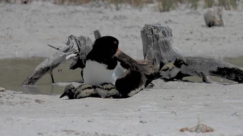 American Oystercatcher and 3 chicks.