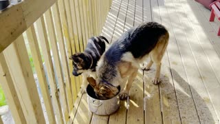 Shepherd Puppy has hilarious ways of emptying water dish, with lots of splashing involved