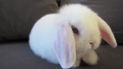 Cute Baby Bunny - Washing Face