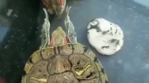 Turtle gently touching a female turtles face..to mate with it