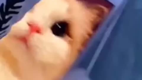 Cute baby cat 🤭 funny cat baby 🔥