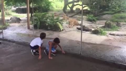 Two boy playing to geather lion 🦁 hit him but front glass very amazing Viedo