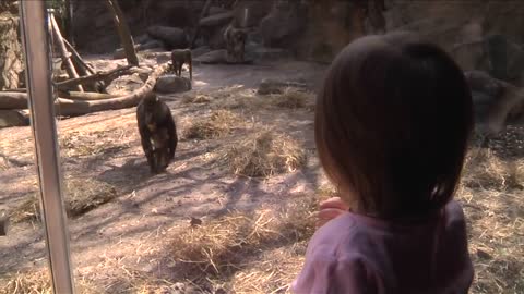 Baby Mandrill at the Bronx Zoo