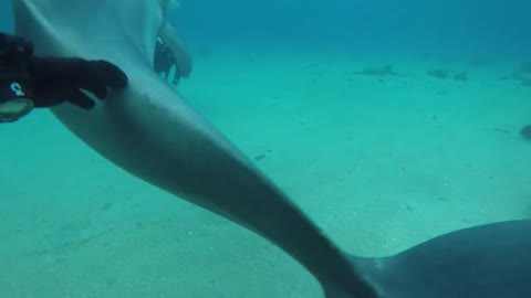 Dolphins swimming in the Red Sea, Eilat Israel 6