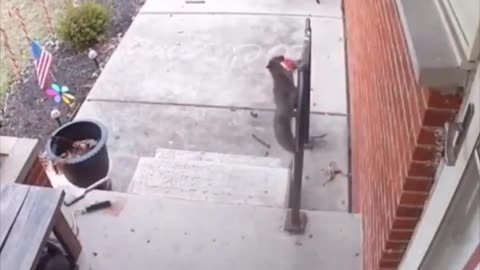 Squirrel leaves a cookie as gratitude for the woman