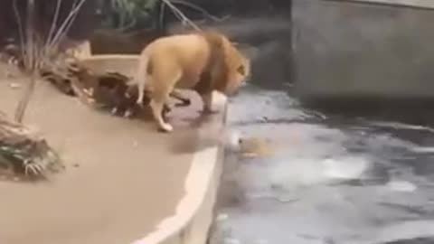 Funny Lions Falling. VERY FUNNY
