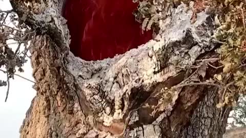 Fire burning inside of a tree due to the lightning