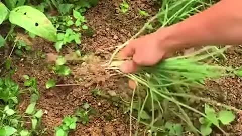 Loving father cooks delicious food for his family