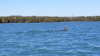 Buck Takes a Dip in Thunder Bay
