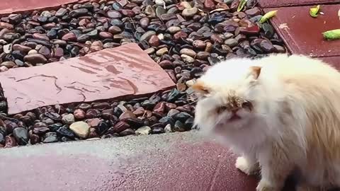 Good Videos - Funny Cats 2020 - New video - Smile