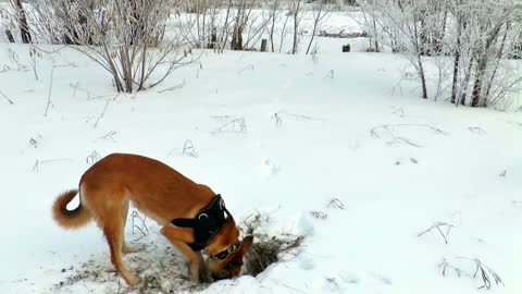 Hunting dogs in winter is beautiful