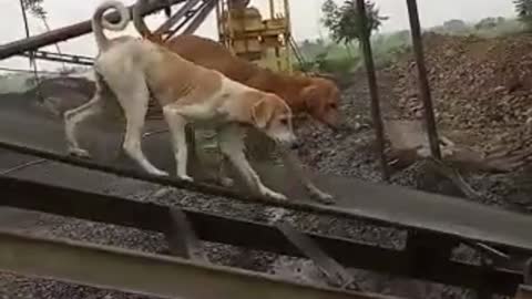 Funny Dog Walking on Machine...