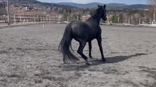 Playful Horse Takes a Tumble and Trots Off Like Nothing Happened