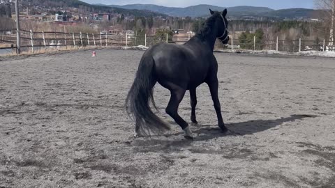 Playful Horse Takes a Tumble and Trots Off Like Nothing Happened