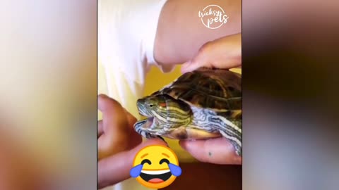 funny turtle sound