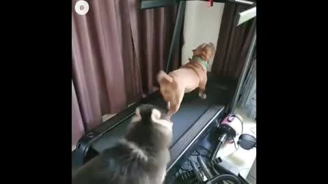 Funny and cute dogs Running in Treadmill