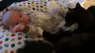 Cat preciously cuddles with tiny baby