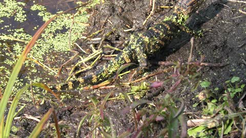 baby american alligator