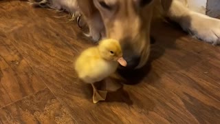 Doggy Becomes Best Friends With Duckling