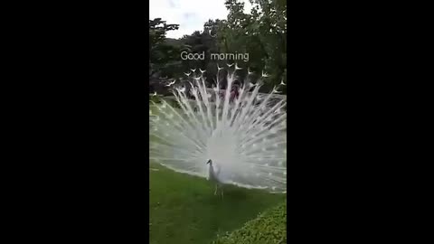 Beautiful White Peacock Dance Amazing Video