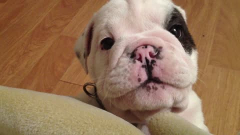 Bentley the Bulldog Puppy is fussy and angry