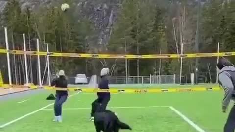 Cute 😍 Dog plays volleyball